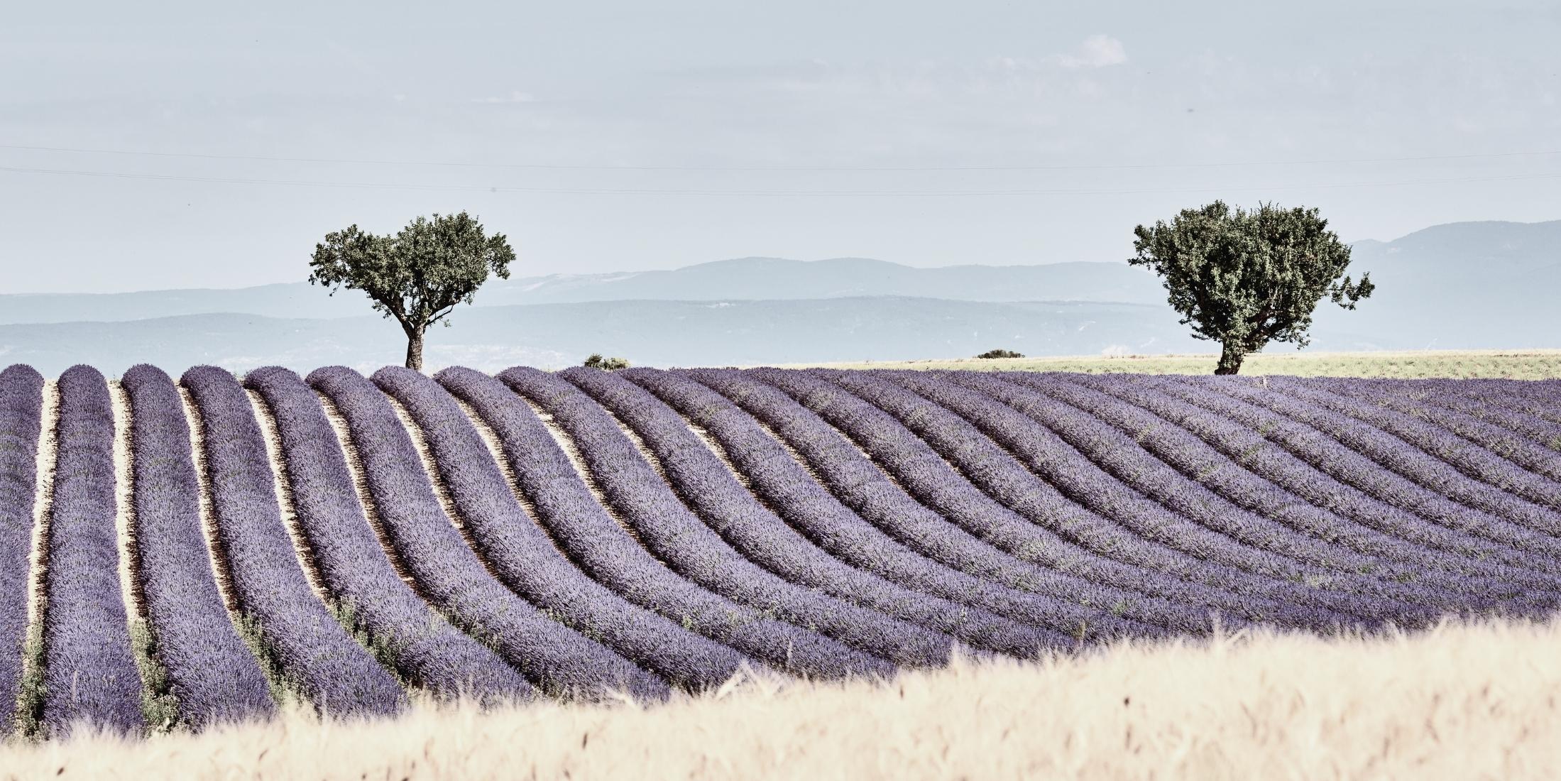Lavender fields in Provence, France
